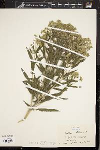 Eupatorium altissimum image