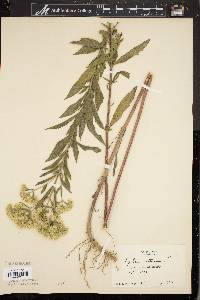 Eupatorium altissimum image