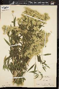 Eupatorium altissimum image