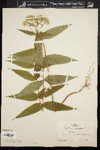 Eupatorium sessilifolium image