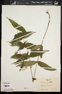 Eupatorium sessilifolium image