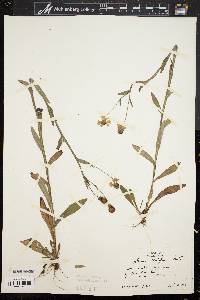Helenium flexuosum image