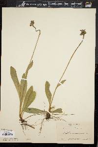 Hieracium aurantiacum image