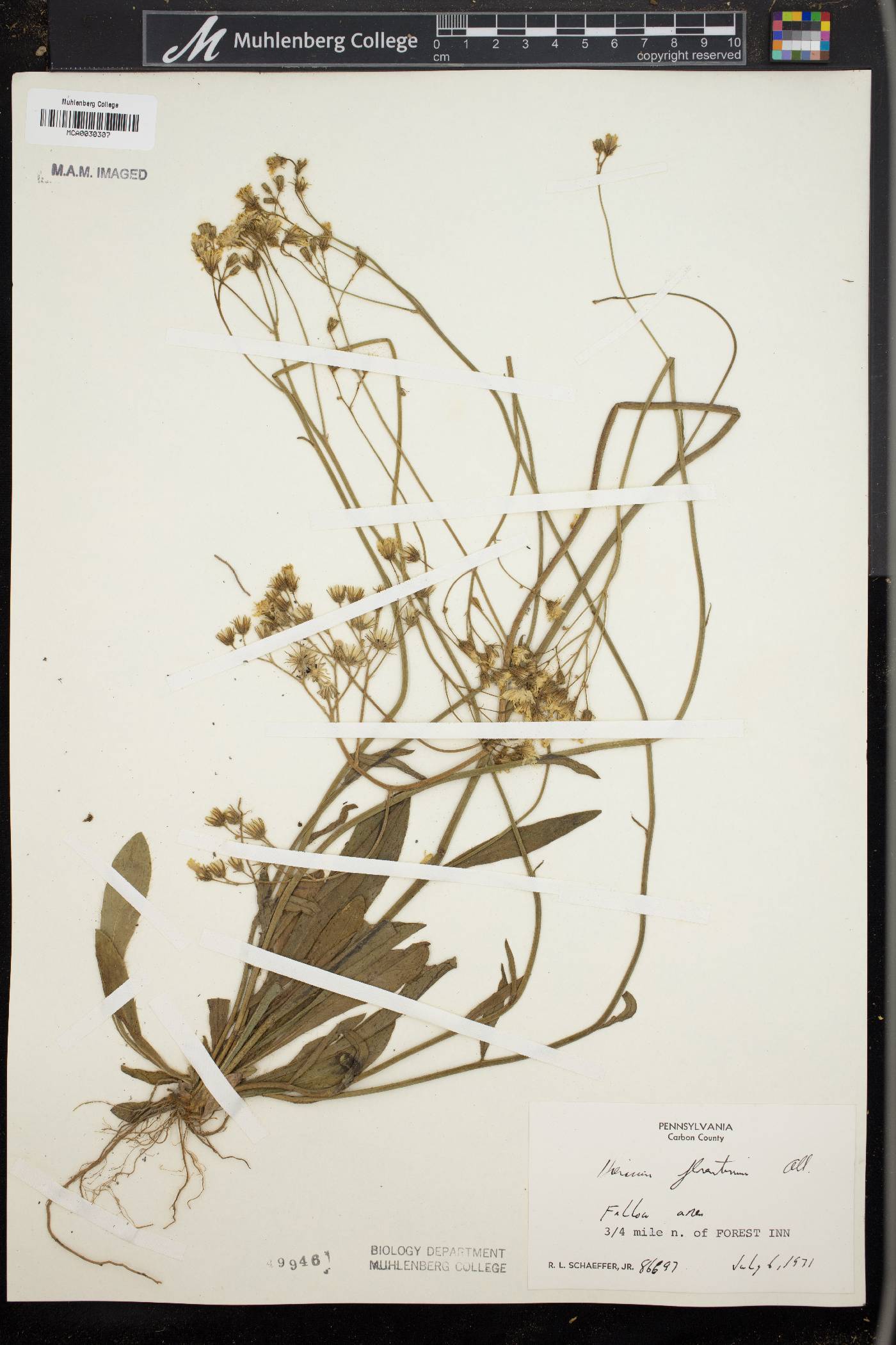 Hieracium piloselloides image