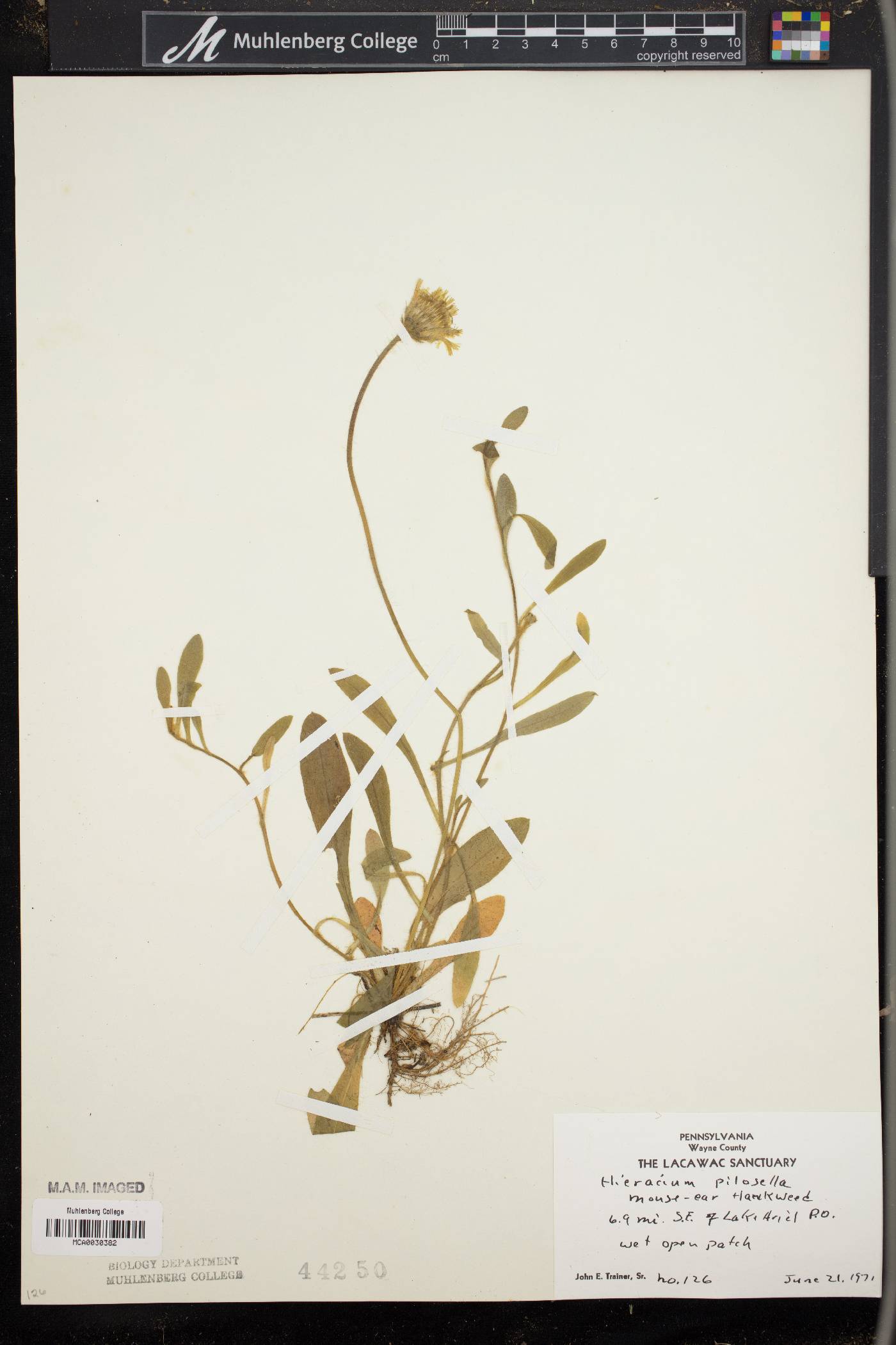 Hieracium pilosella image