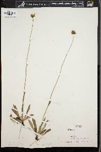 Hieracium caespitosum image