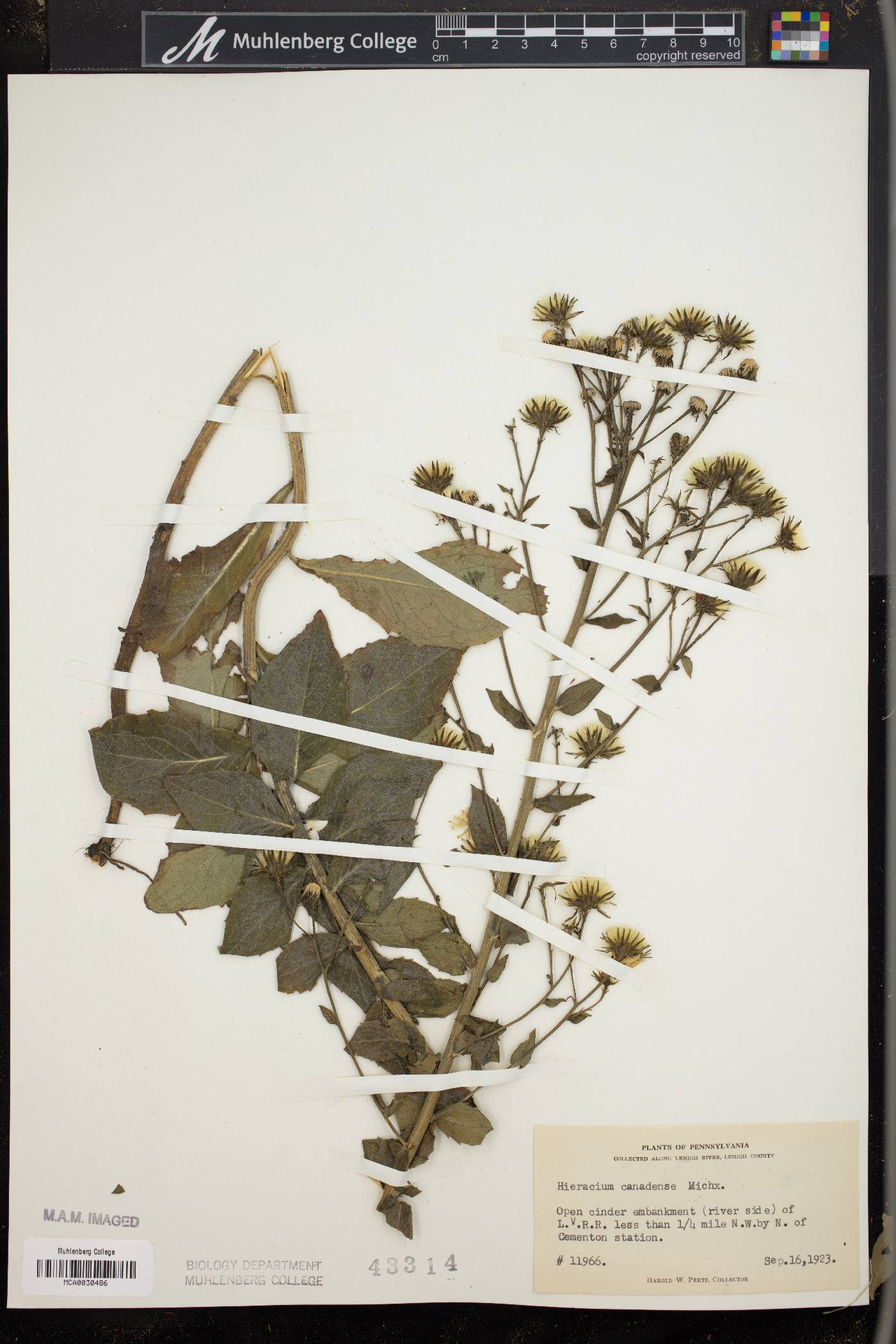 Hieracium sabaudum image