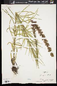 Liatris spicata image