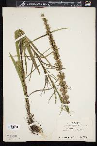 Liatris spicata image