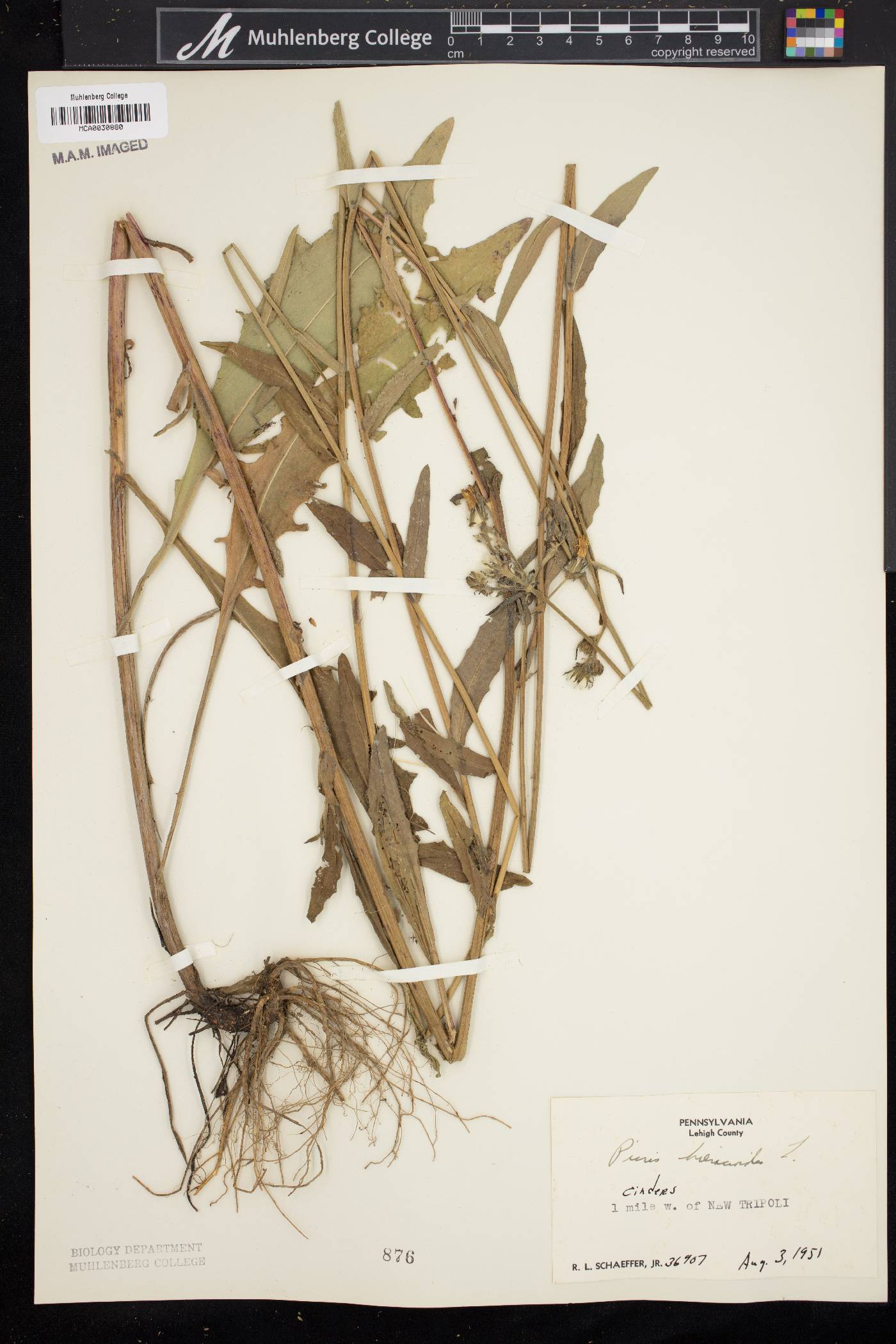 Picris hieracioides image