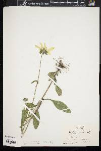 Rudbeckia hirta var. pulcherrima image