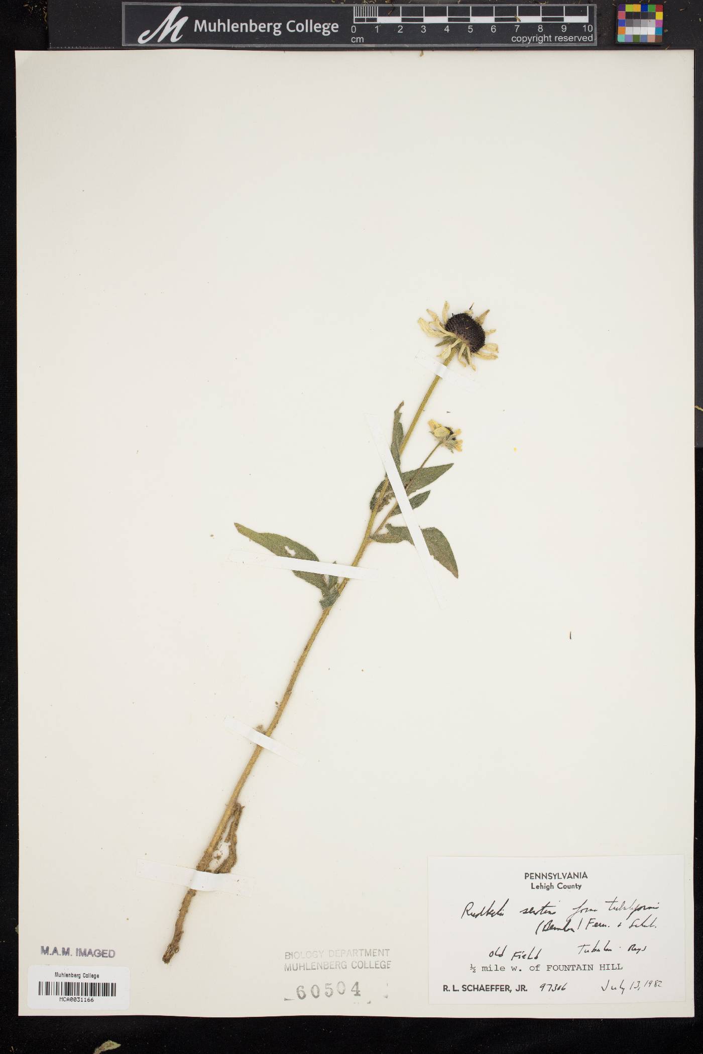 Rudbeckia hirta var. hirta image