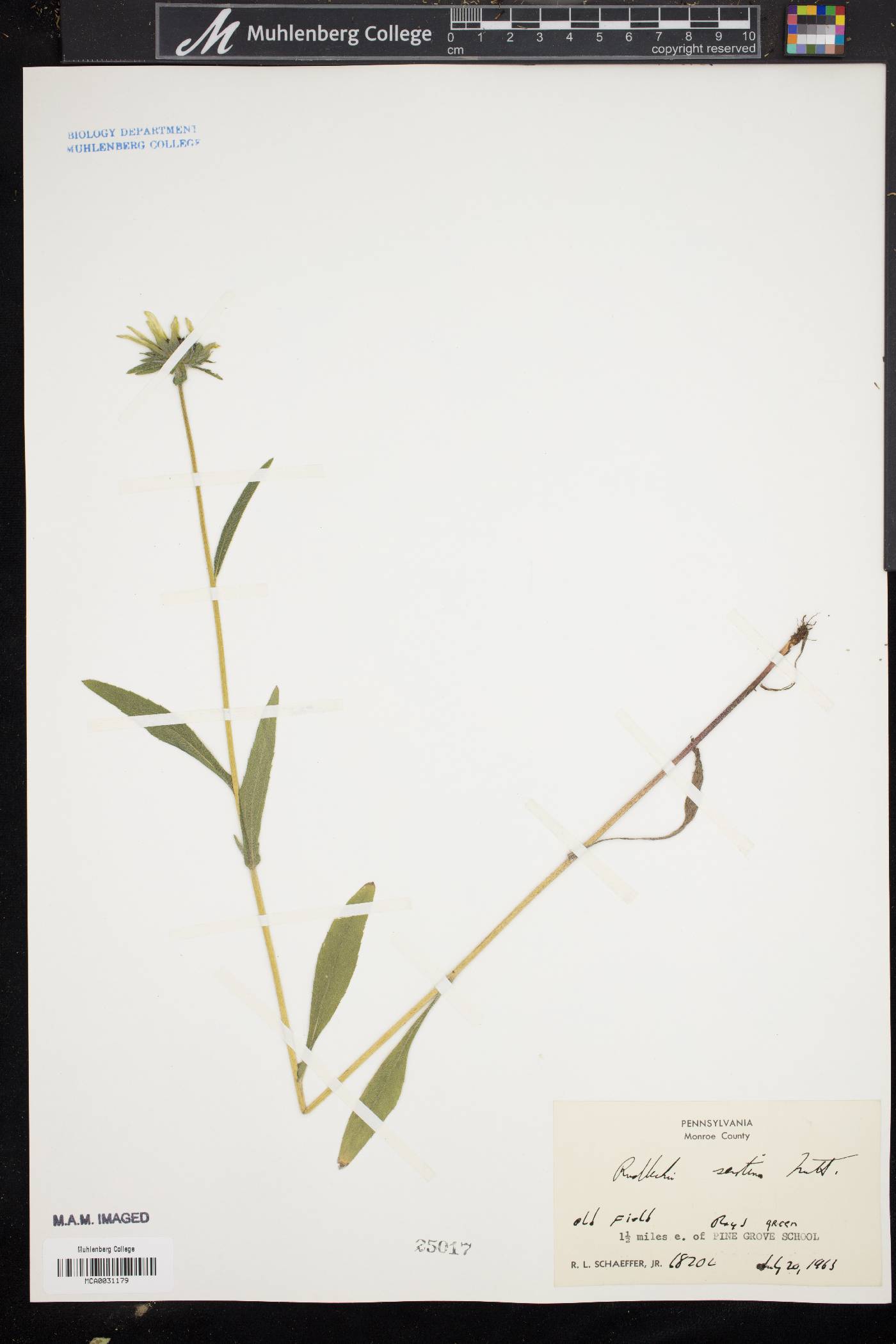 Rudbeckia hirta var. hirta image