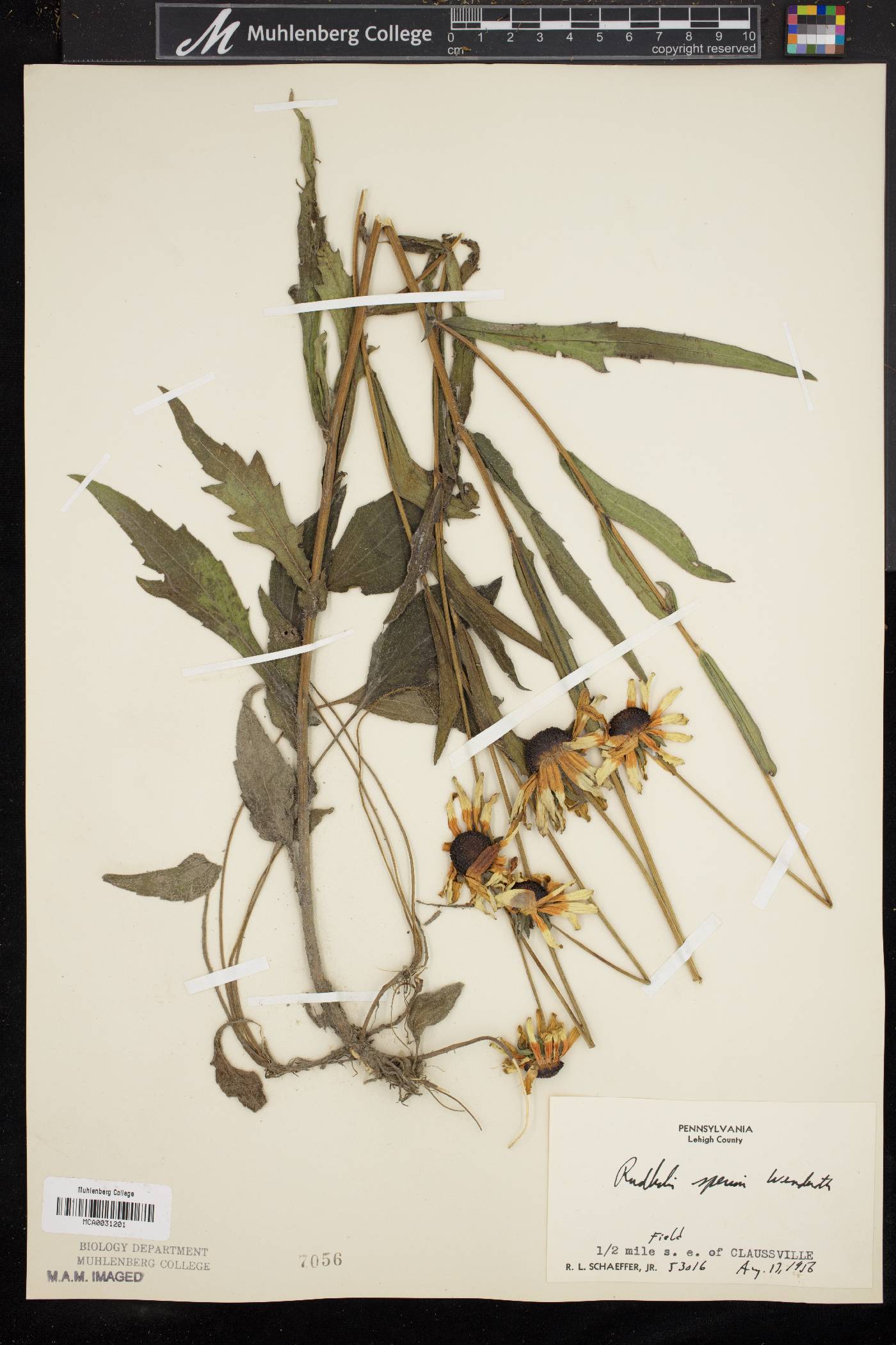 Rudbeckia fulgida var. speciosa image
