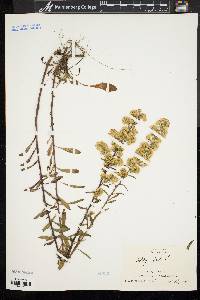 Solidago bicolor image