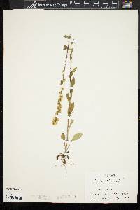 Solidago bicolor image