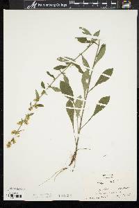 Solidago bicolor image