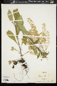 Solidago bicolor image