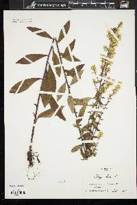 Solidago bicolor image