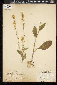 Solidago bicolor image