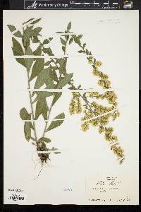 Solidago bicolor image