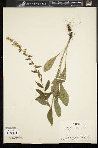 Solidago bicolor image