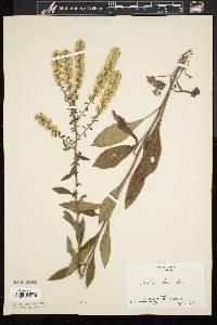 Solidago bicolor image