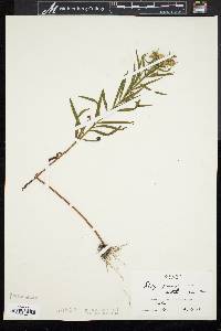 Solidago graminifolia image