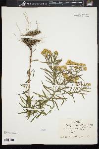 Solidago graminifolia var. nuttallii image