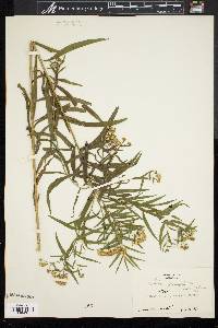 Solidago graminifolia image