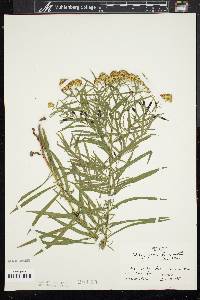 Solidago graminifolia image