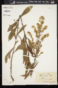 Solidago puberula image