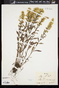 Solidago puberula image