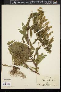 Solidago puberula image