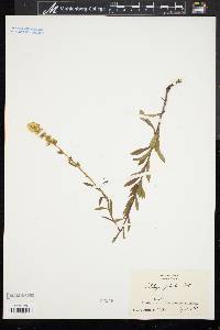 Solidago puberula image