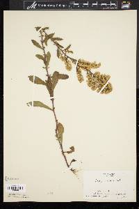 Solidago puberula image