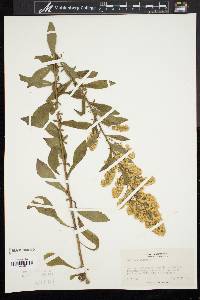 Solidago puberula image