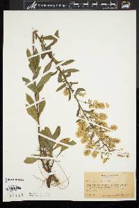 Solidago puberula image