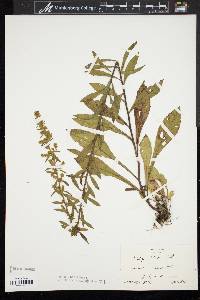 Solidago puberula image