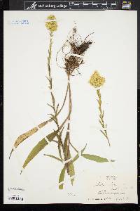 Solidago uliginosa var. linoides image