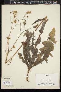 Sonchus arvensis image