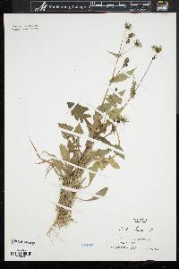 Sonchus oleraceus image