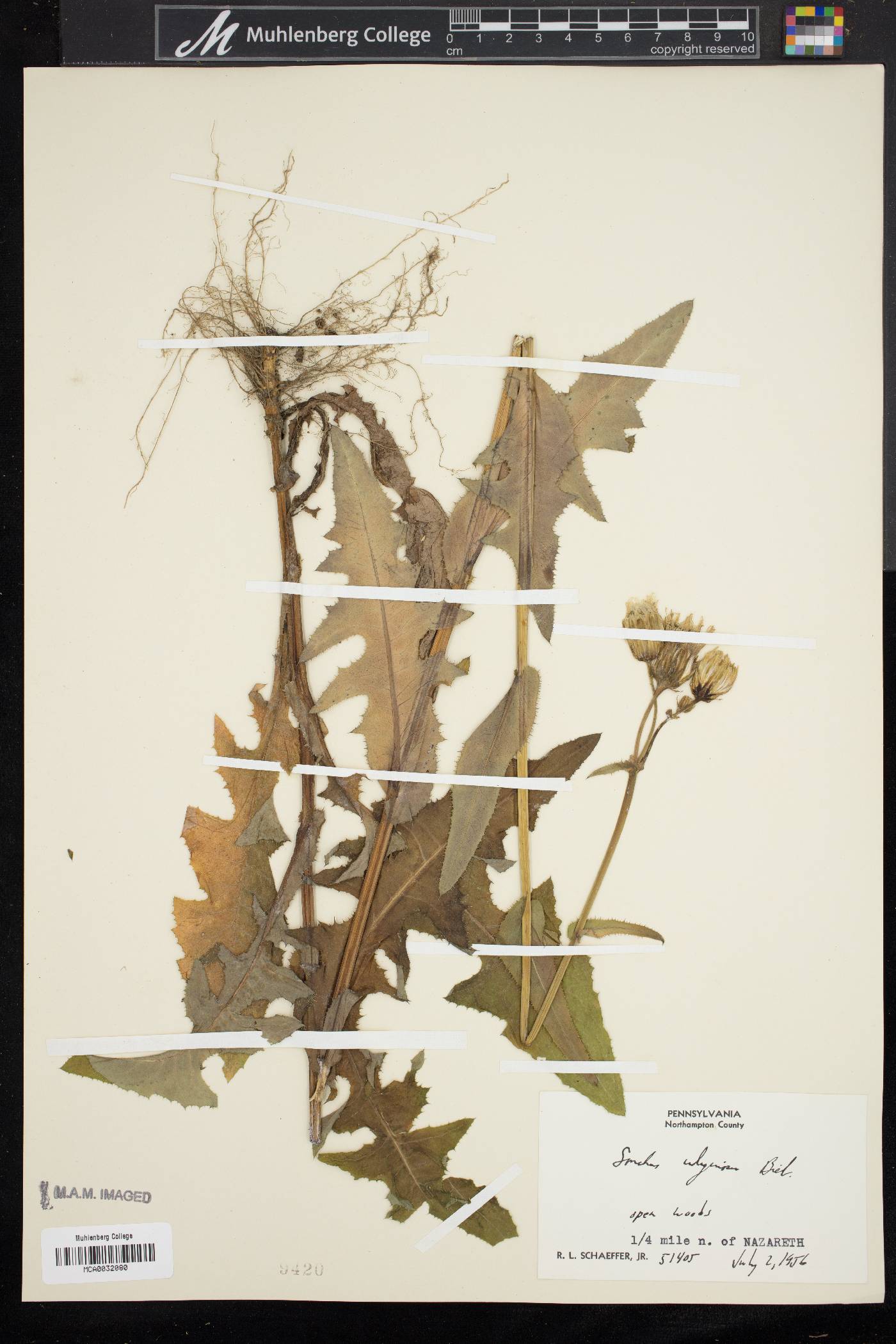 Sonchus arvensis image