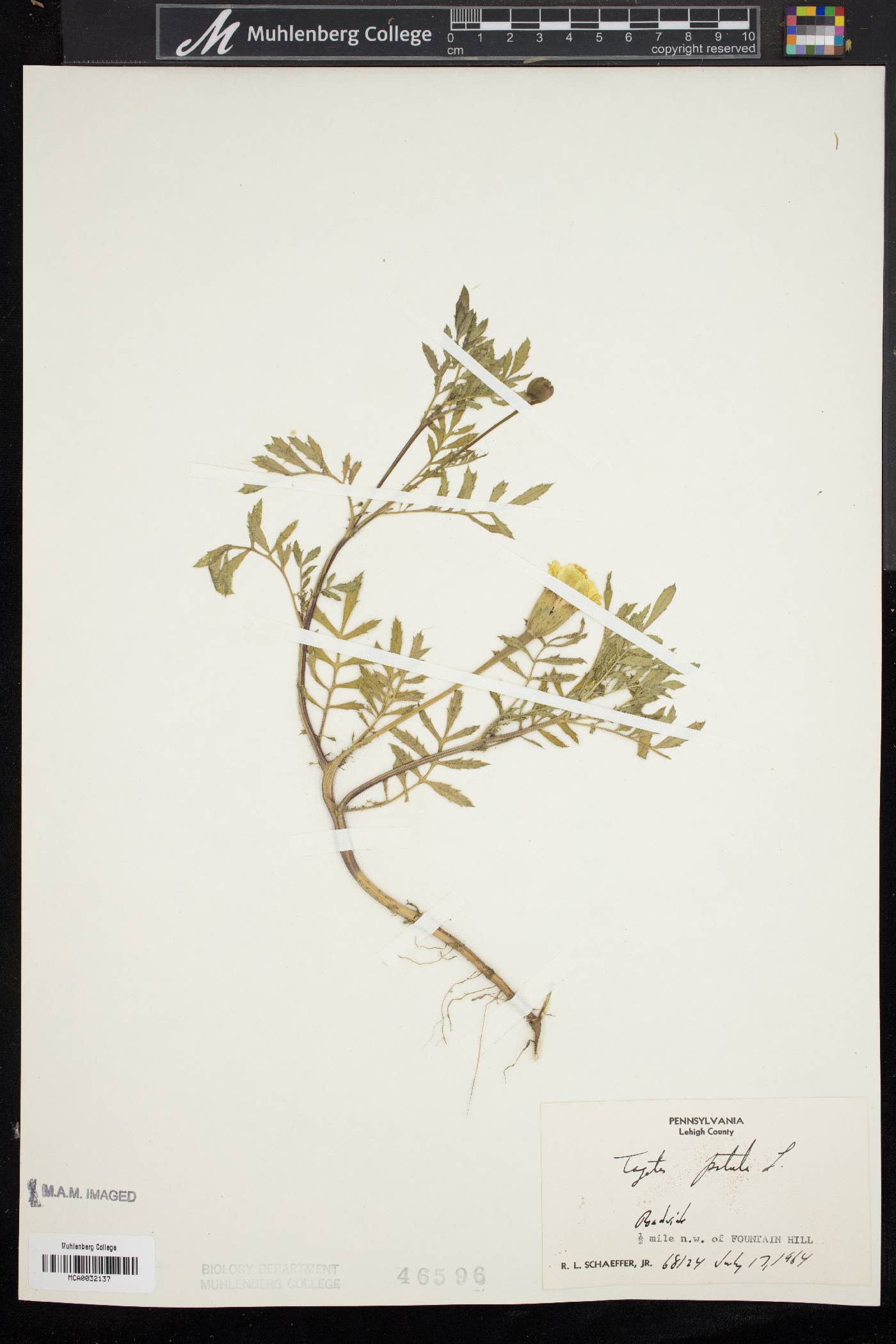 Tagetes patula image