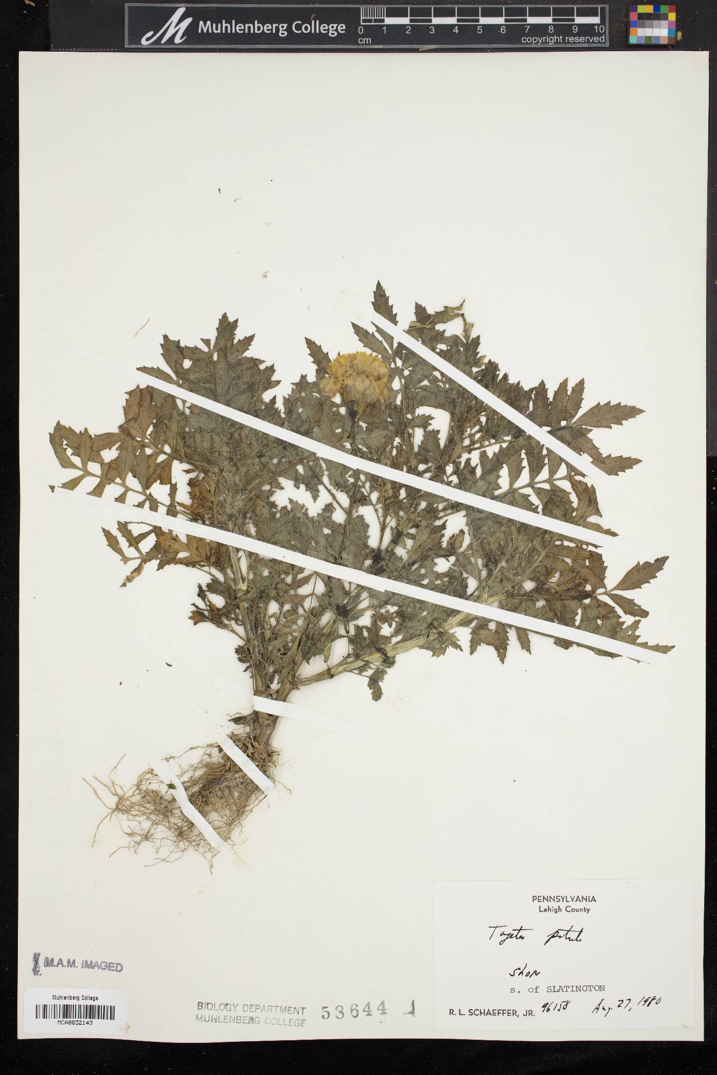 Tagetes patula image