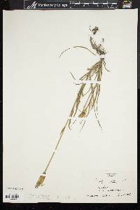 Tragopogon pratensis image