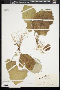 Tussilago farfara image