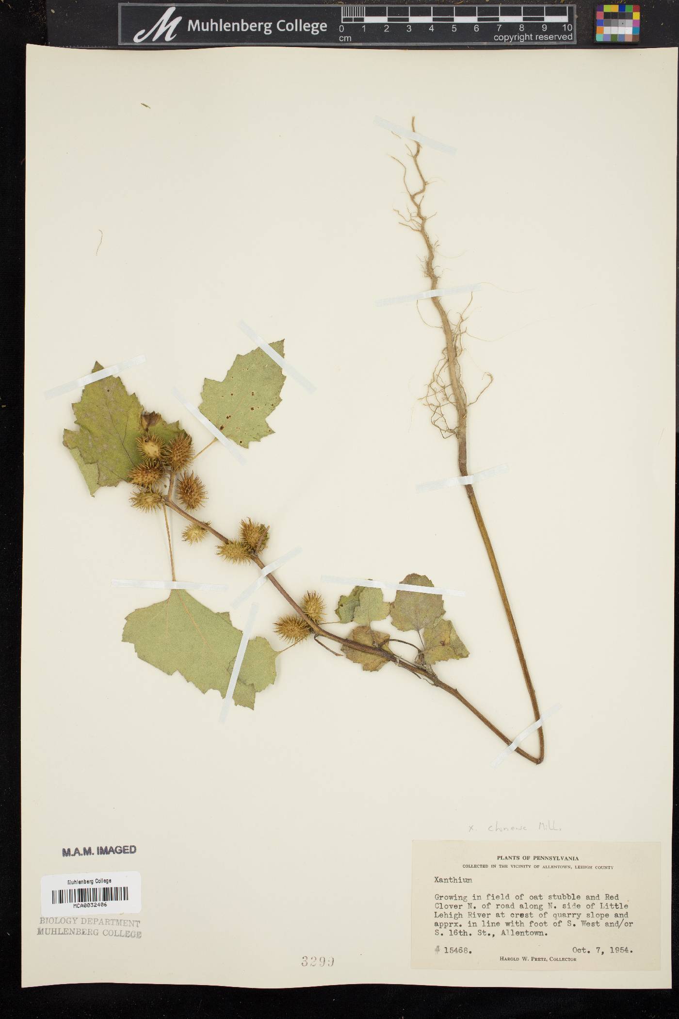 Xanthium strumarium var. glabratum image