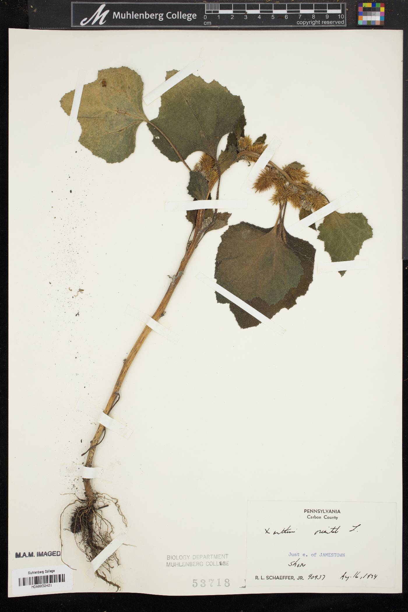 Xanthium orientale image