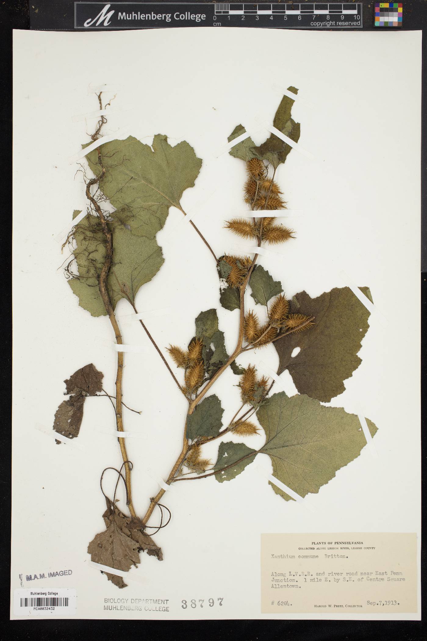 Xanthium orientale image